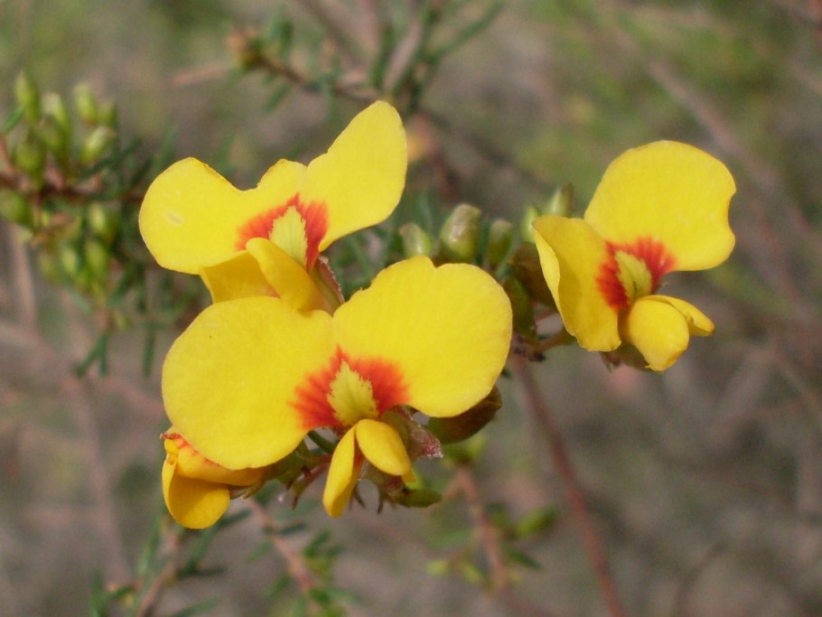 Gompholobium cyaninum