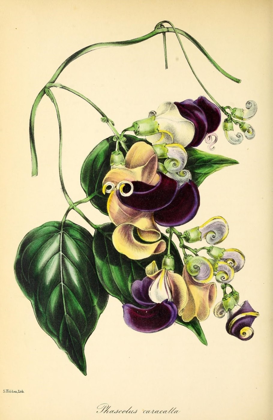 Цветок целиком