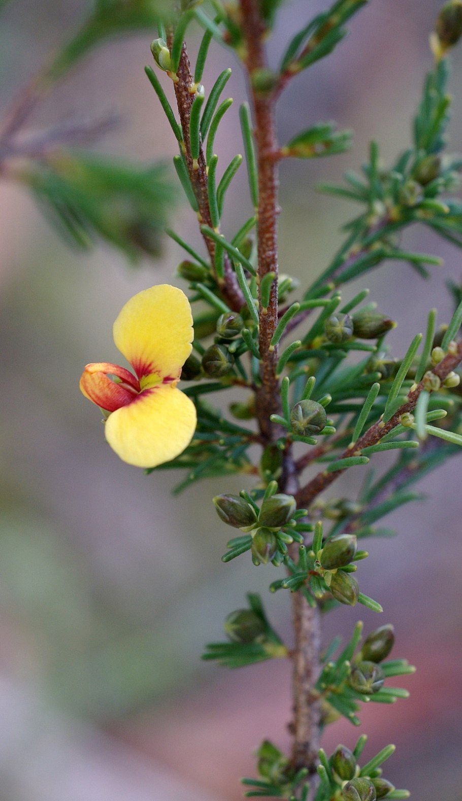 Материнская плата MSI 865gvm2-LS