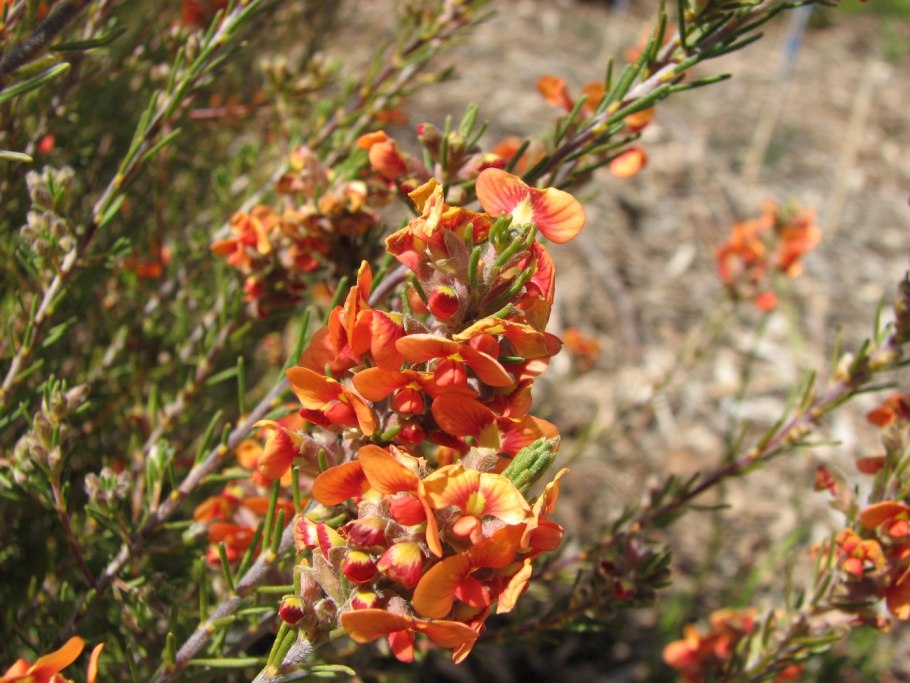 Джексония растение Австралии