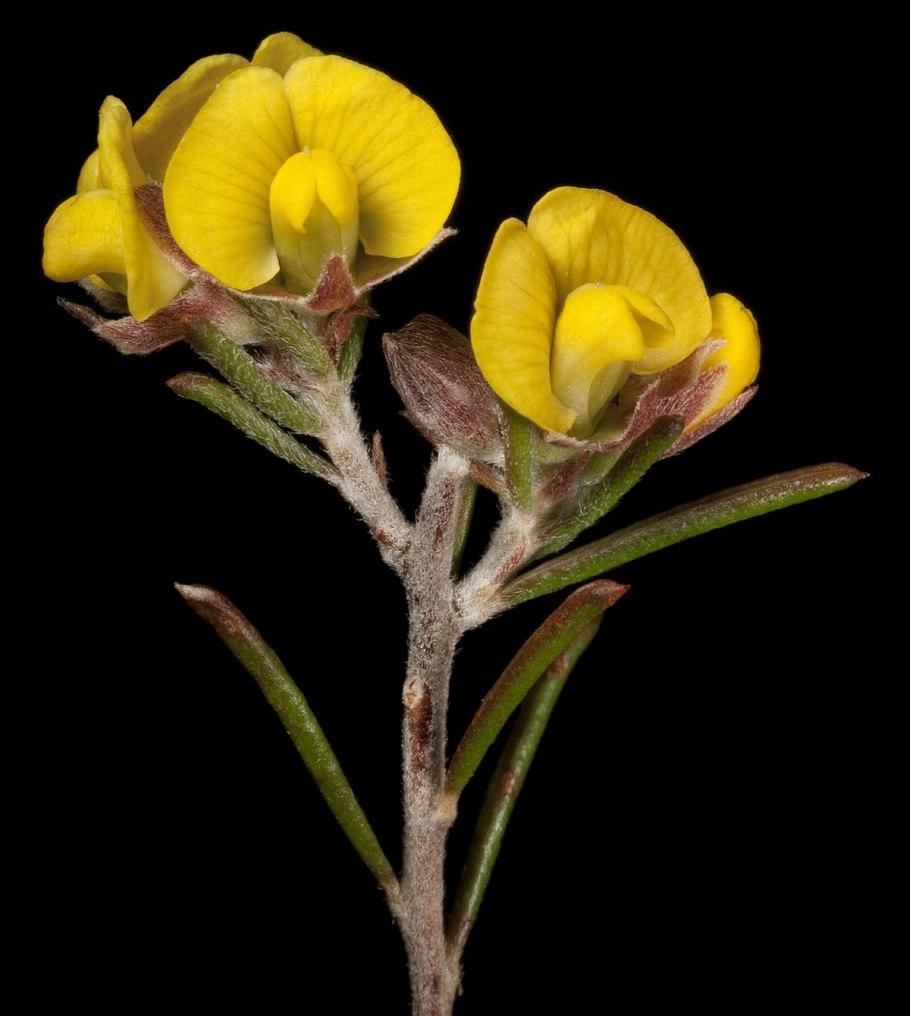 Поиск растения