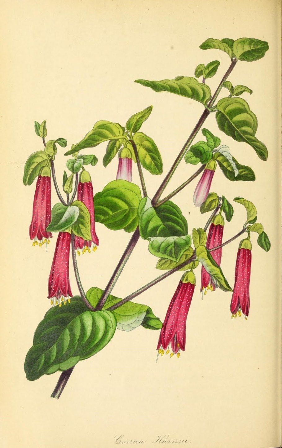 Ботаническая иллюстрация