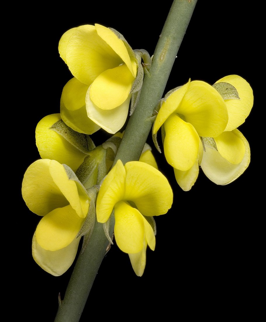 Белый фон для фотошопа