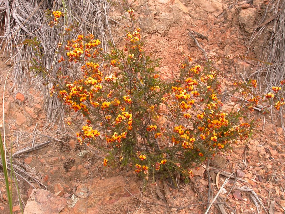 Бобовые Австралия