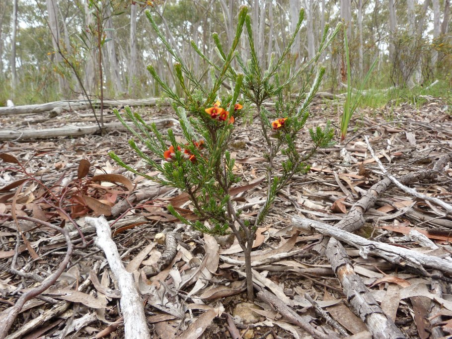 Стефанопсис иллюстрация