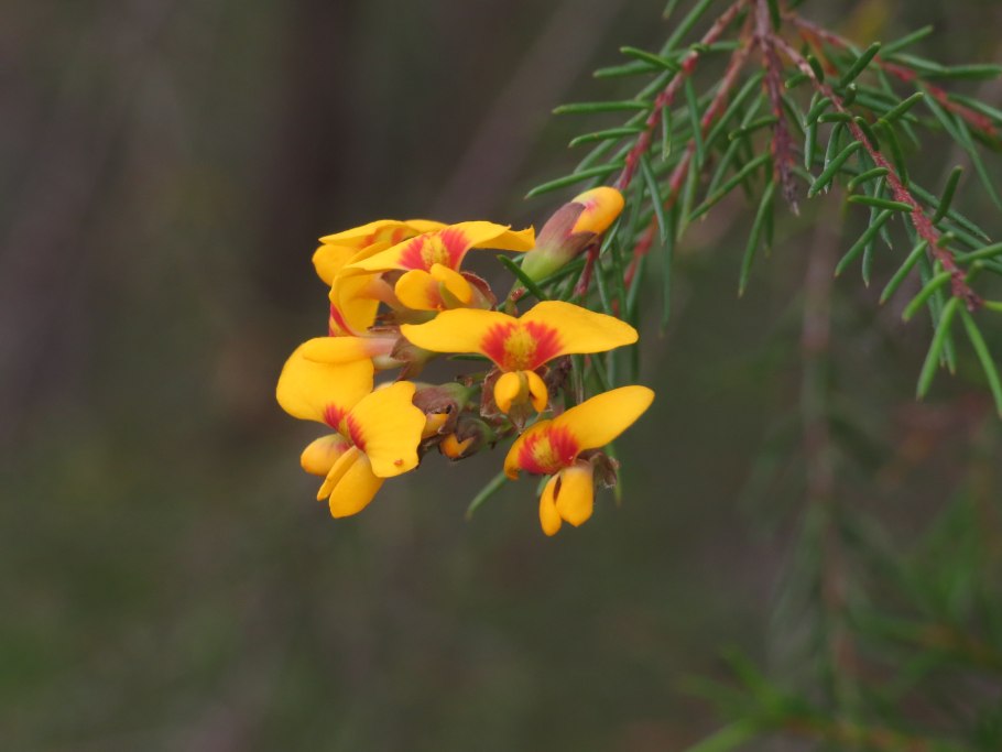 Fabaceae Yellow flowered Tropical