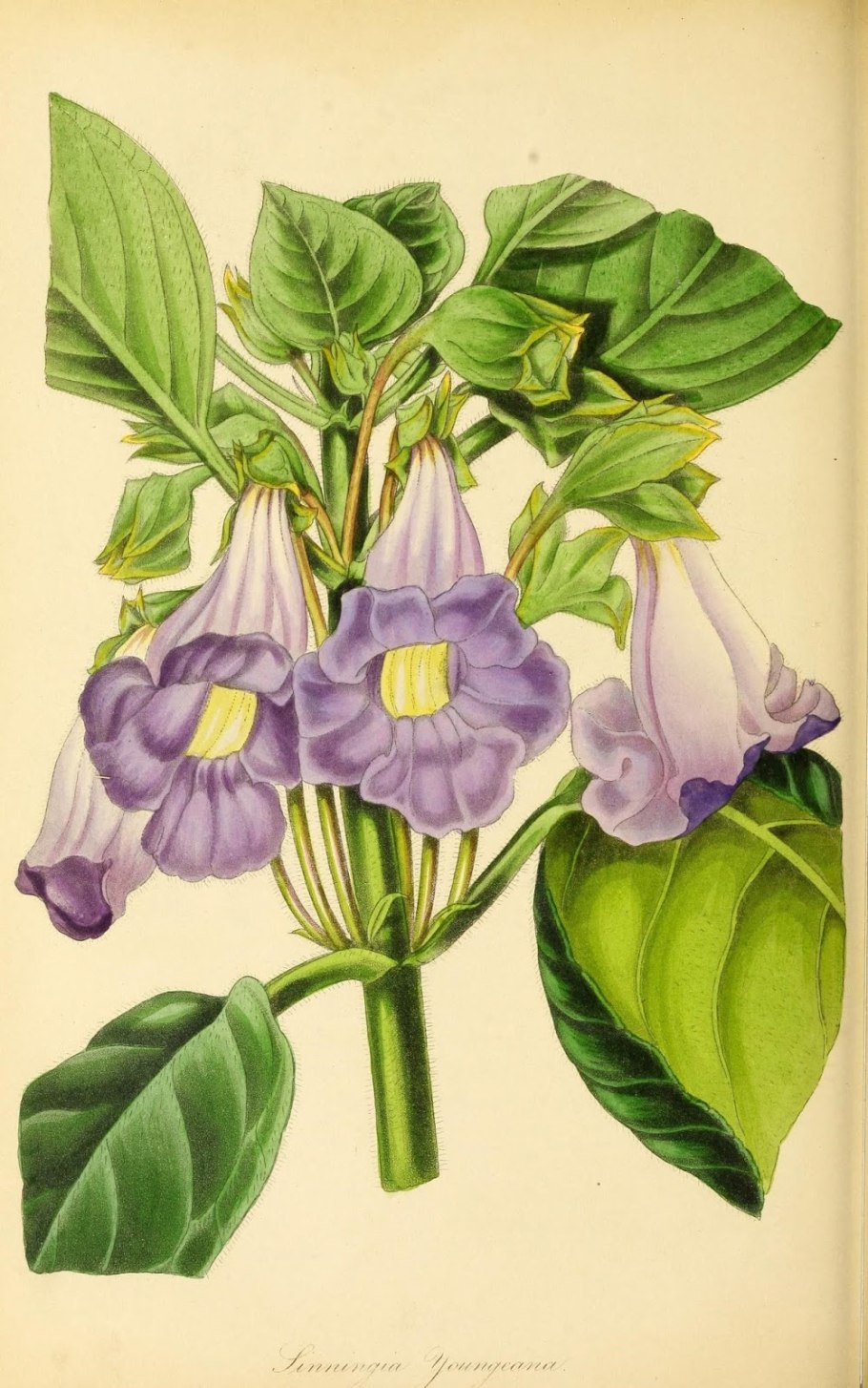 Южноамериканская капибара