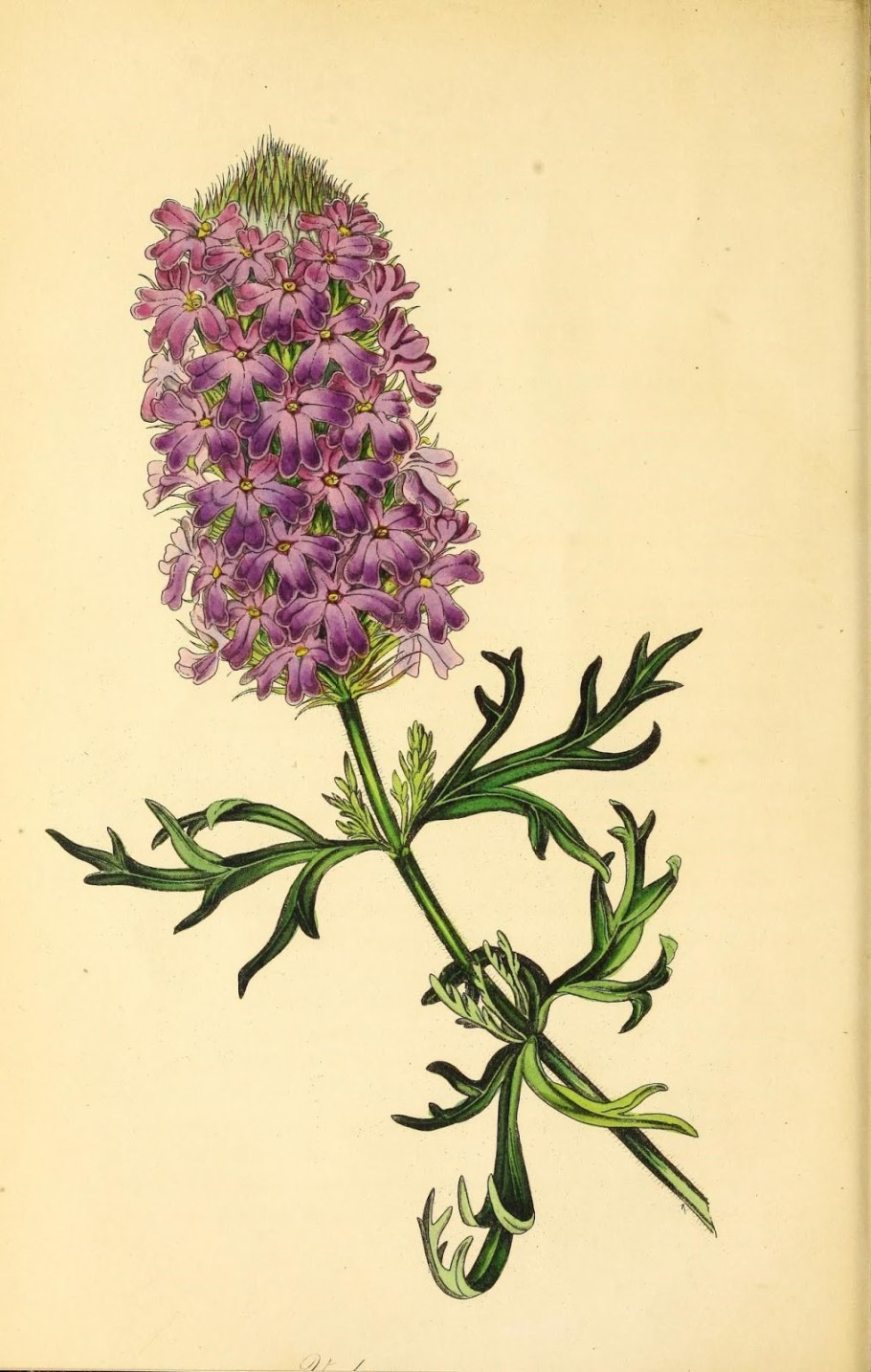 Вербена ботаническая иллюстрация