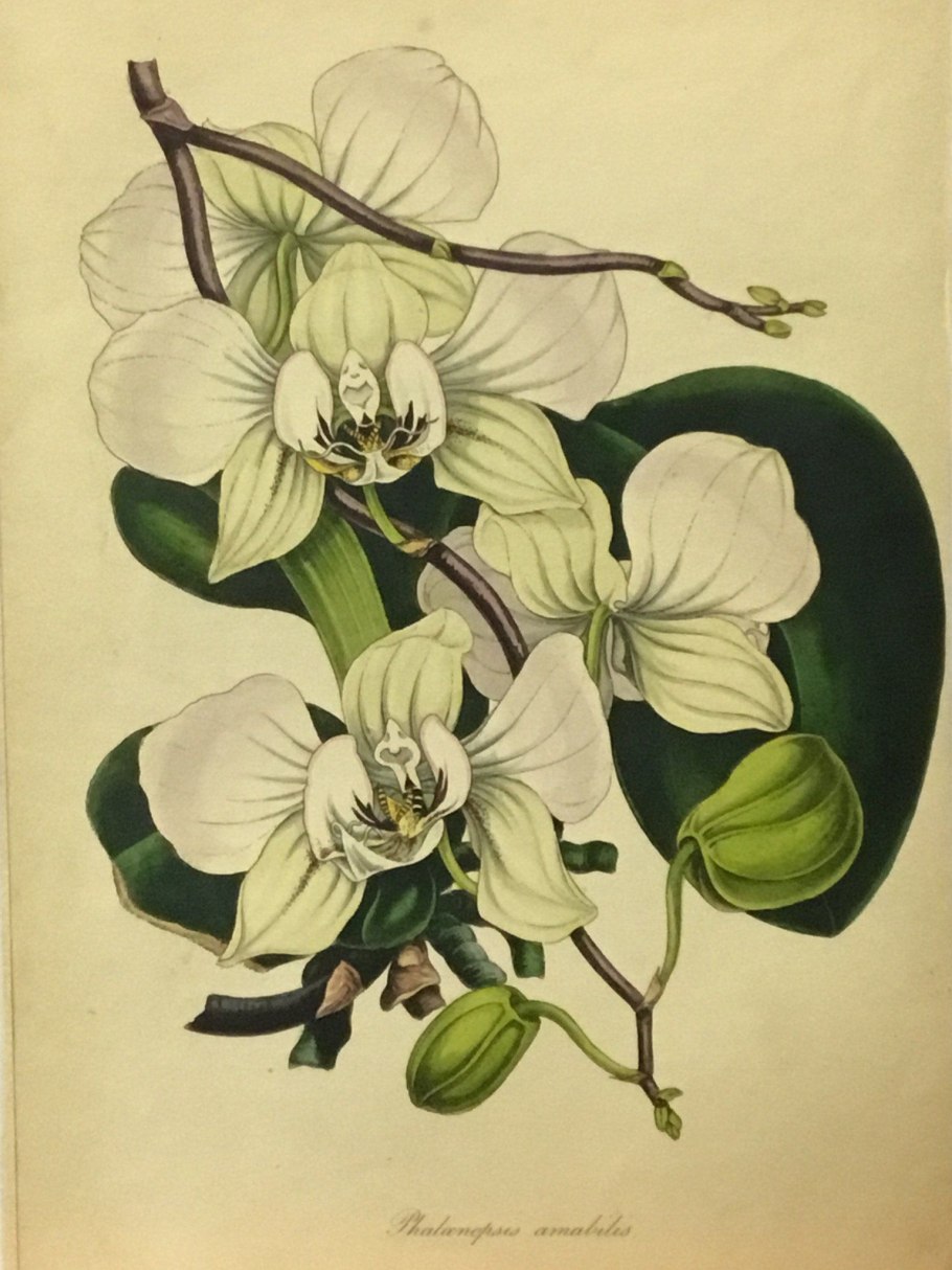 Фаленопсис ботаническая иллюстрация