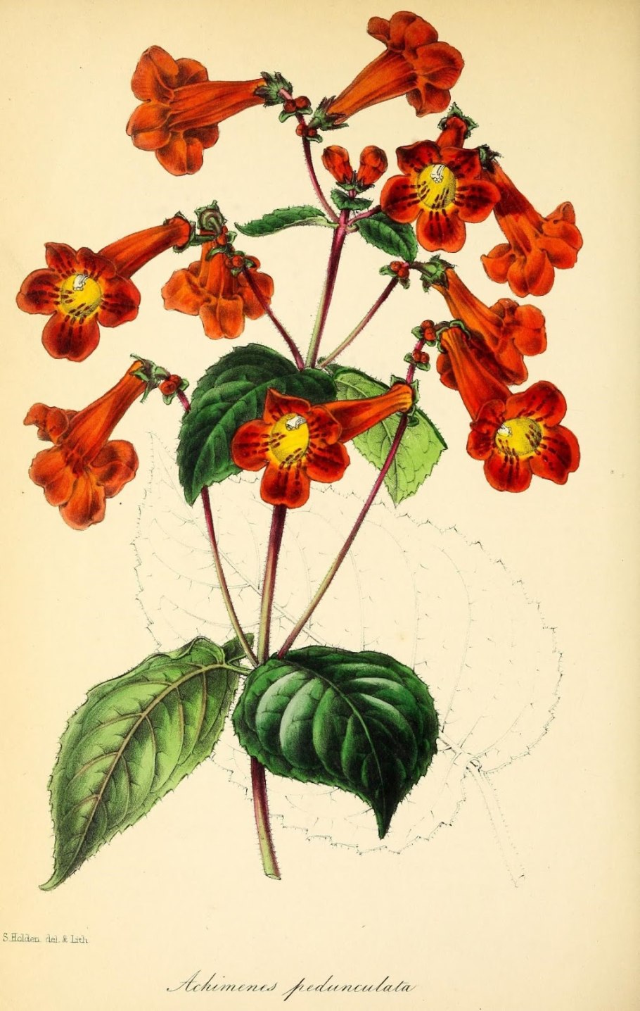 Светло зеленый цвет