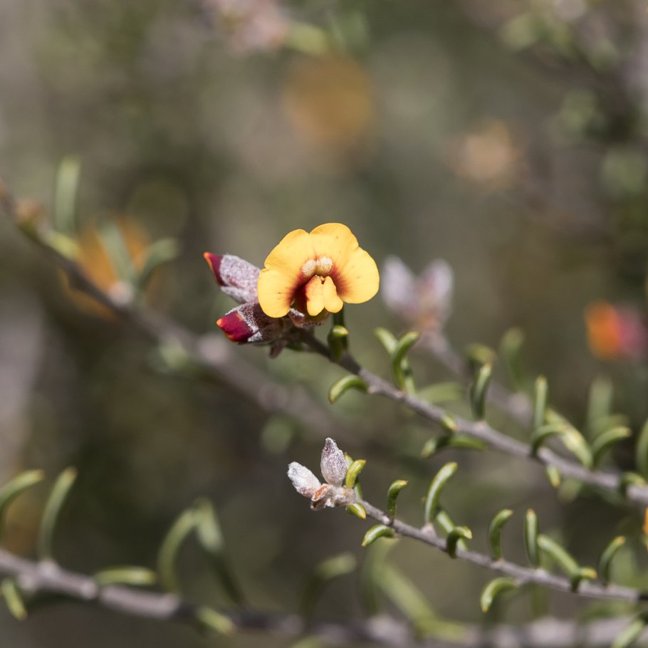 Бобовоцветные