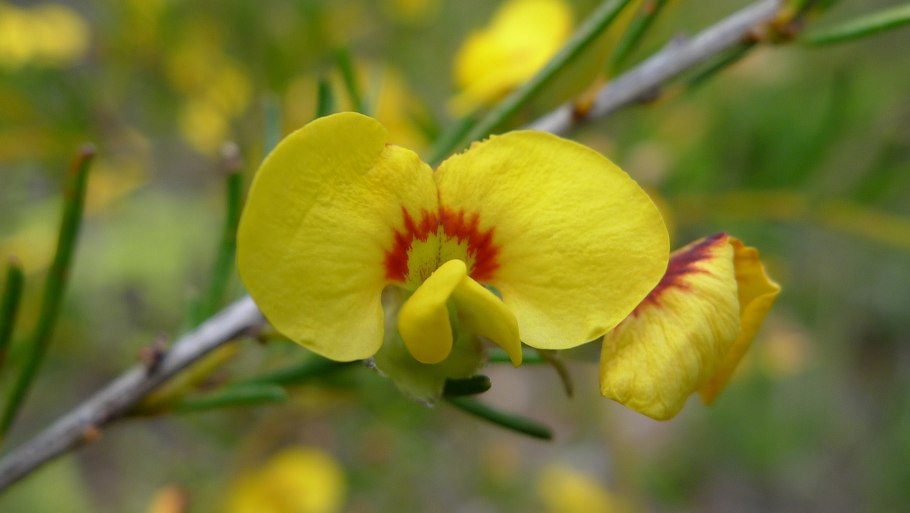 Crossopetalum ilicifolium