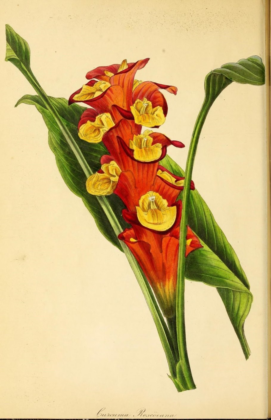 Гладиолус ботаническая иллюстрация