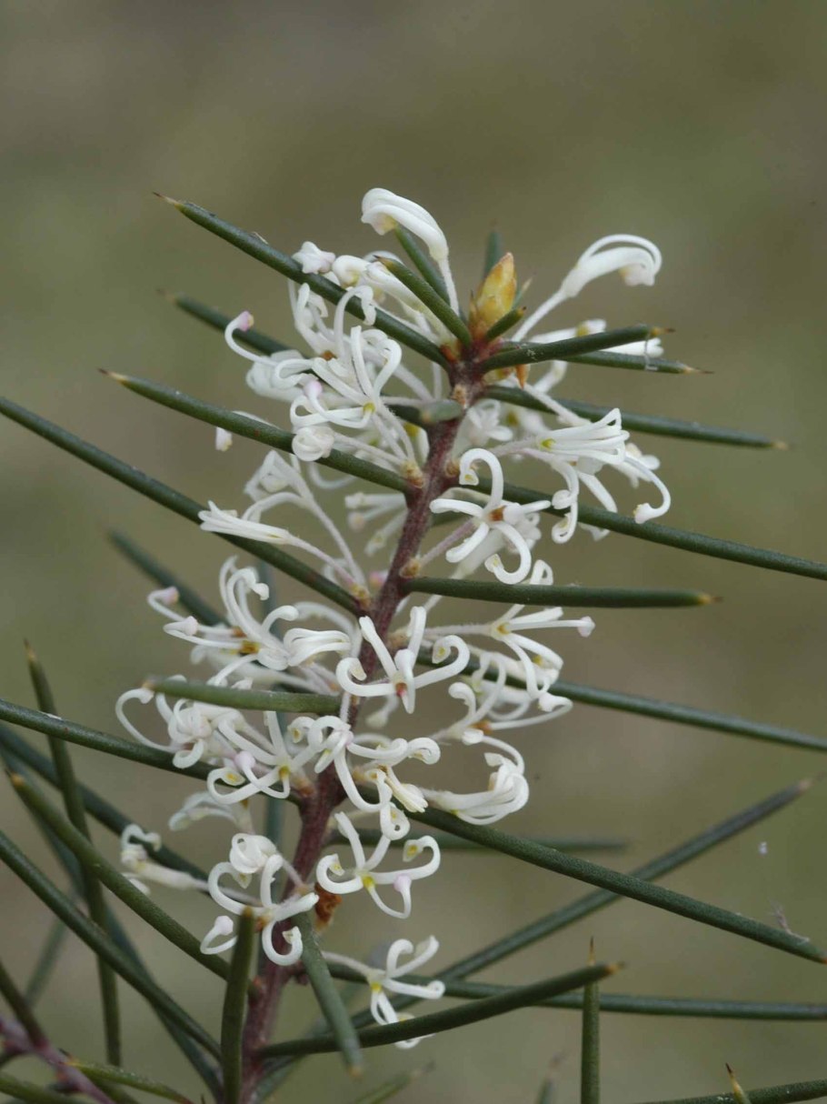 Hakea sericea