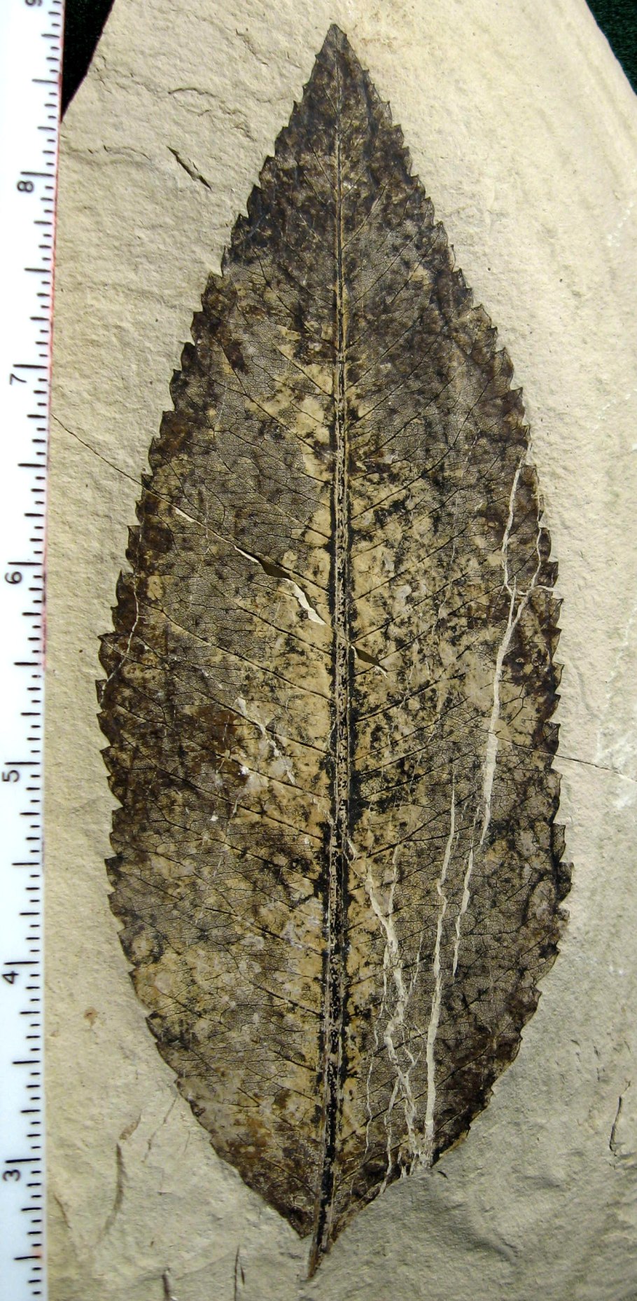 Индекс волшебства / Toaru Majutsu no Index