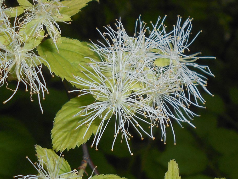 Невиусия Данторна