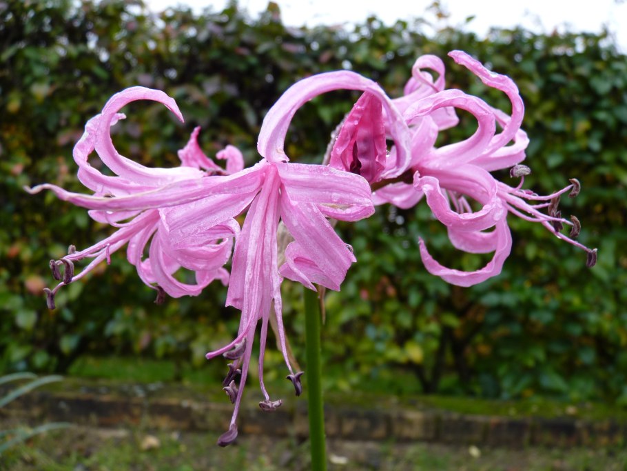 Клён боярошниколистный