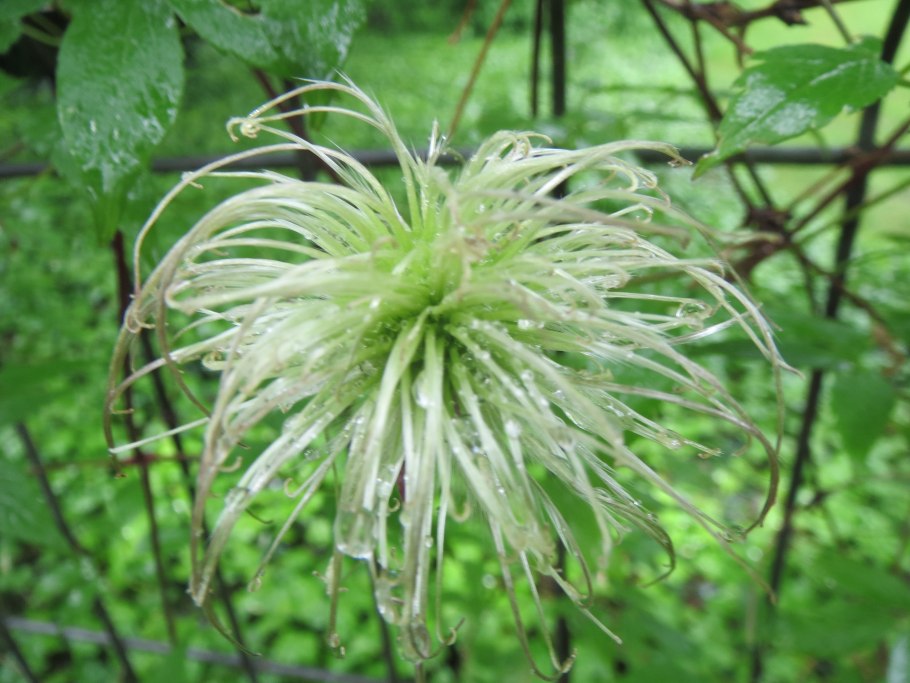 Клен боярышниколистный