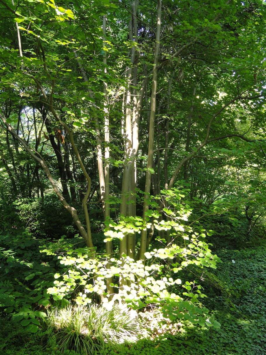 Hubanthus floribundus