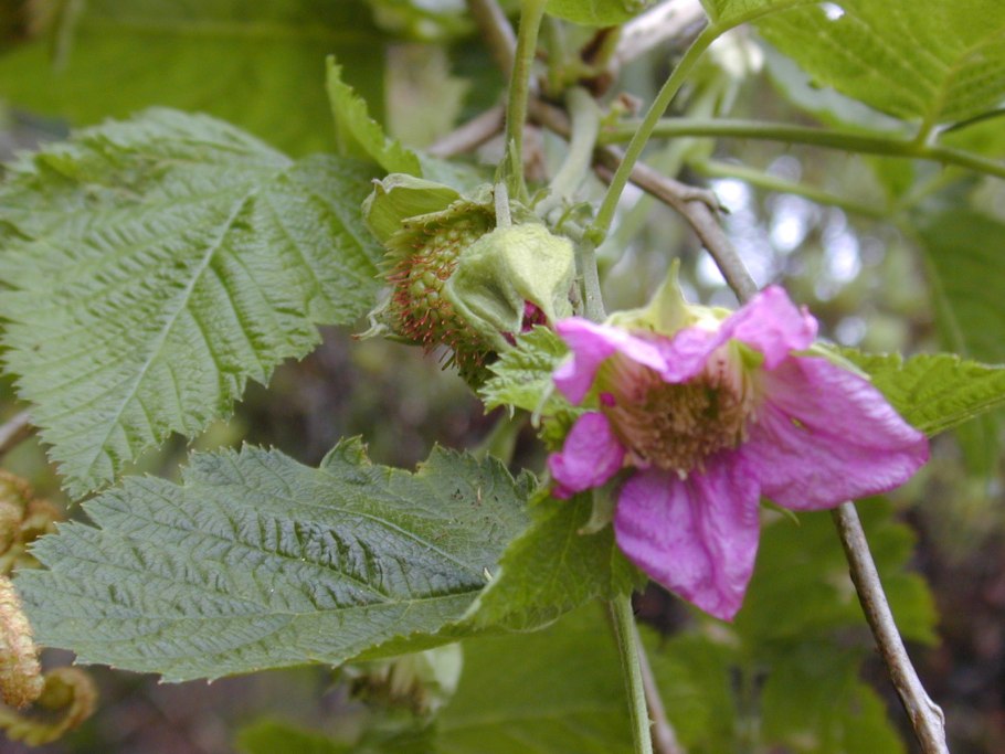 Человек лжет