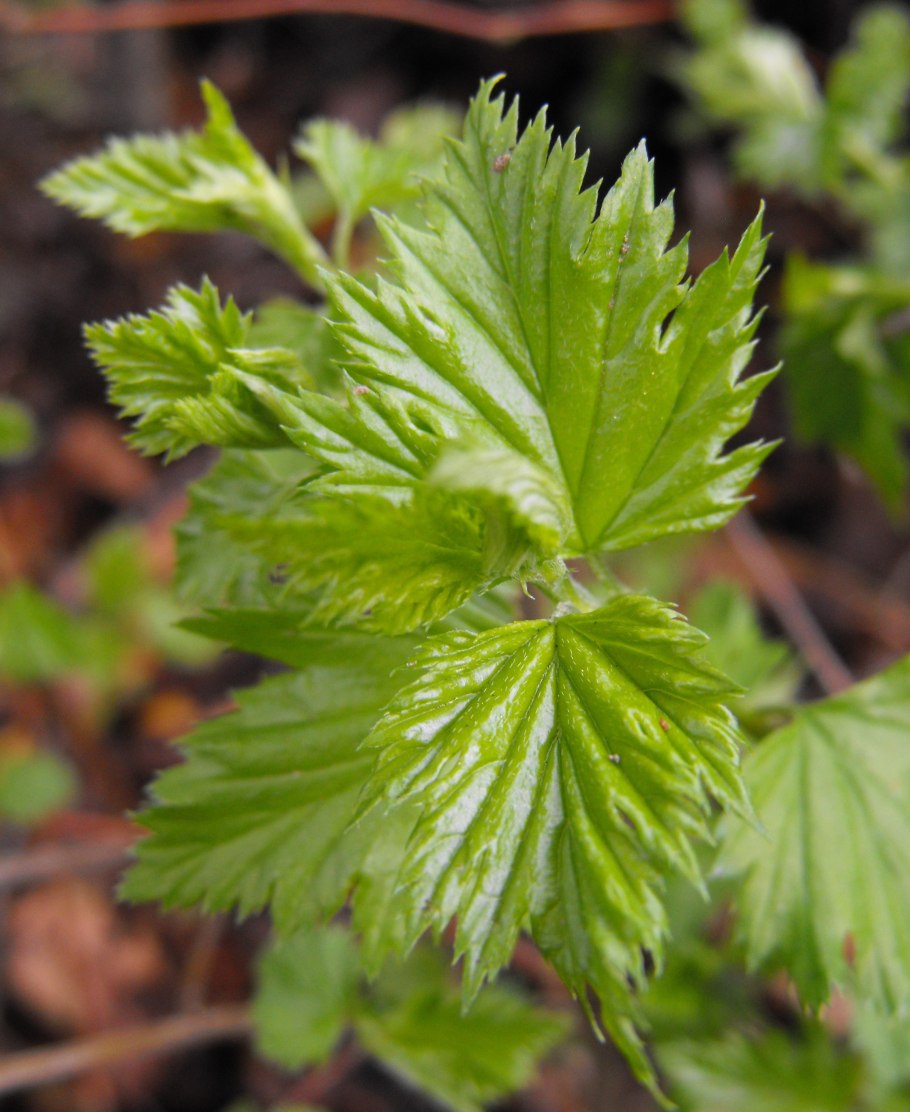 Растение Невиусия Данторна