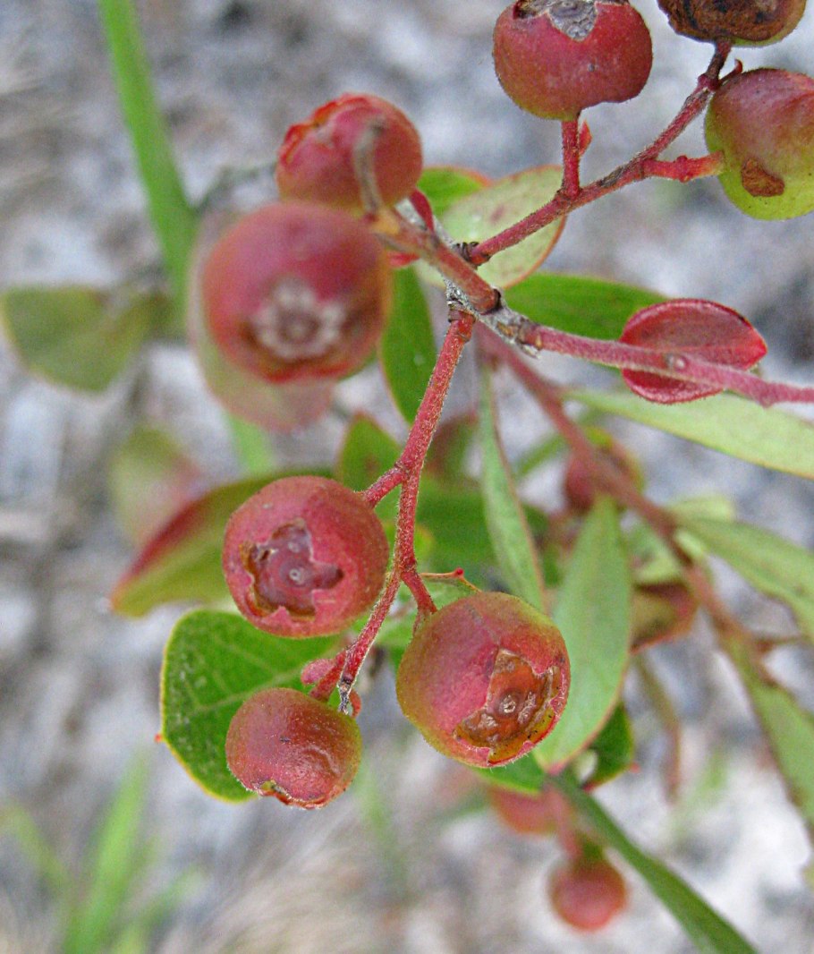 Нерине Боудена Альба