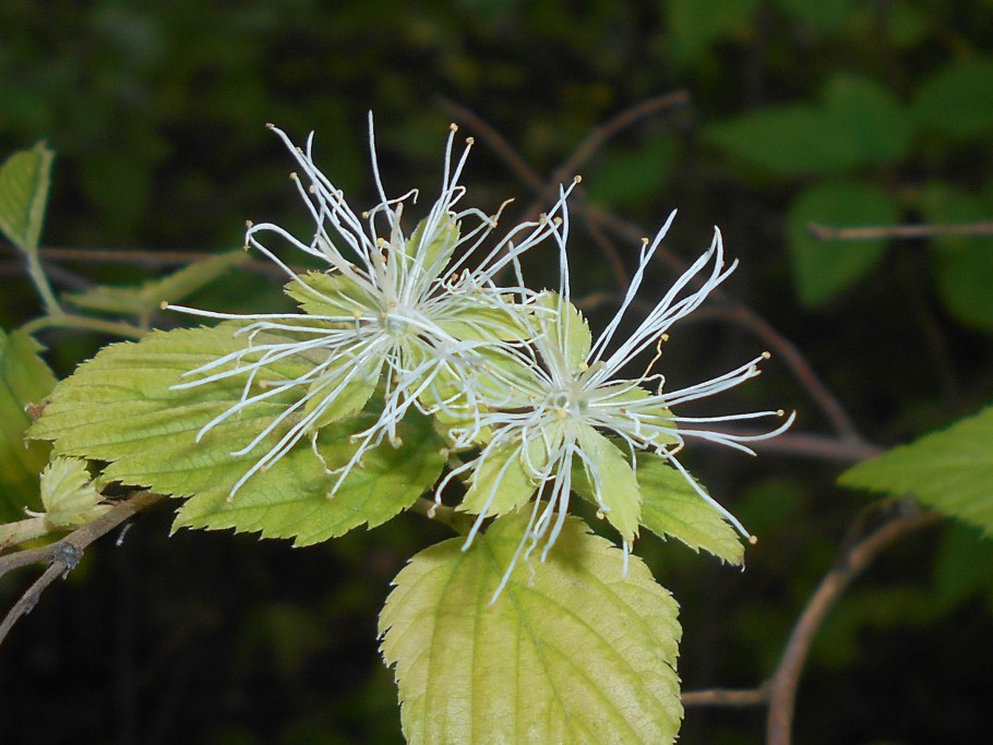 Невиусия Данторна