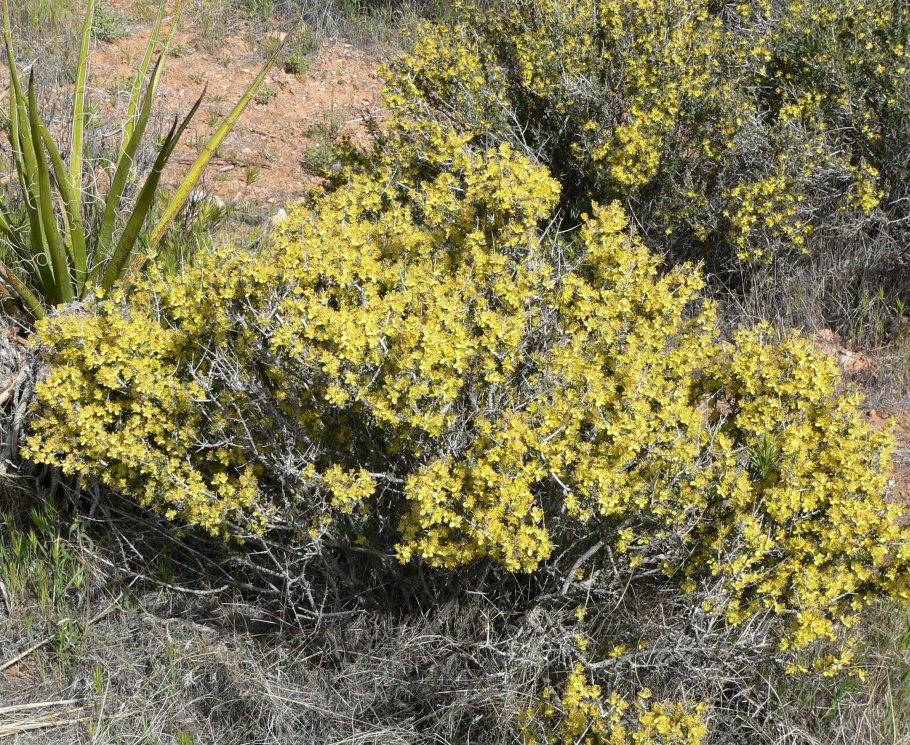 Chamaebatiaria millefolium