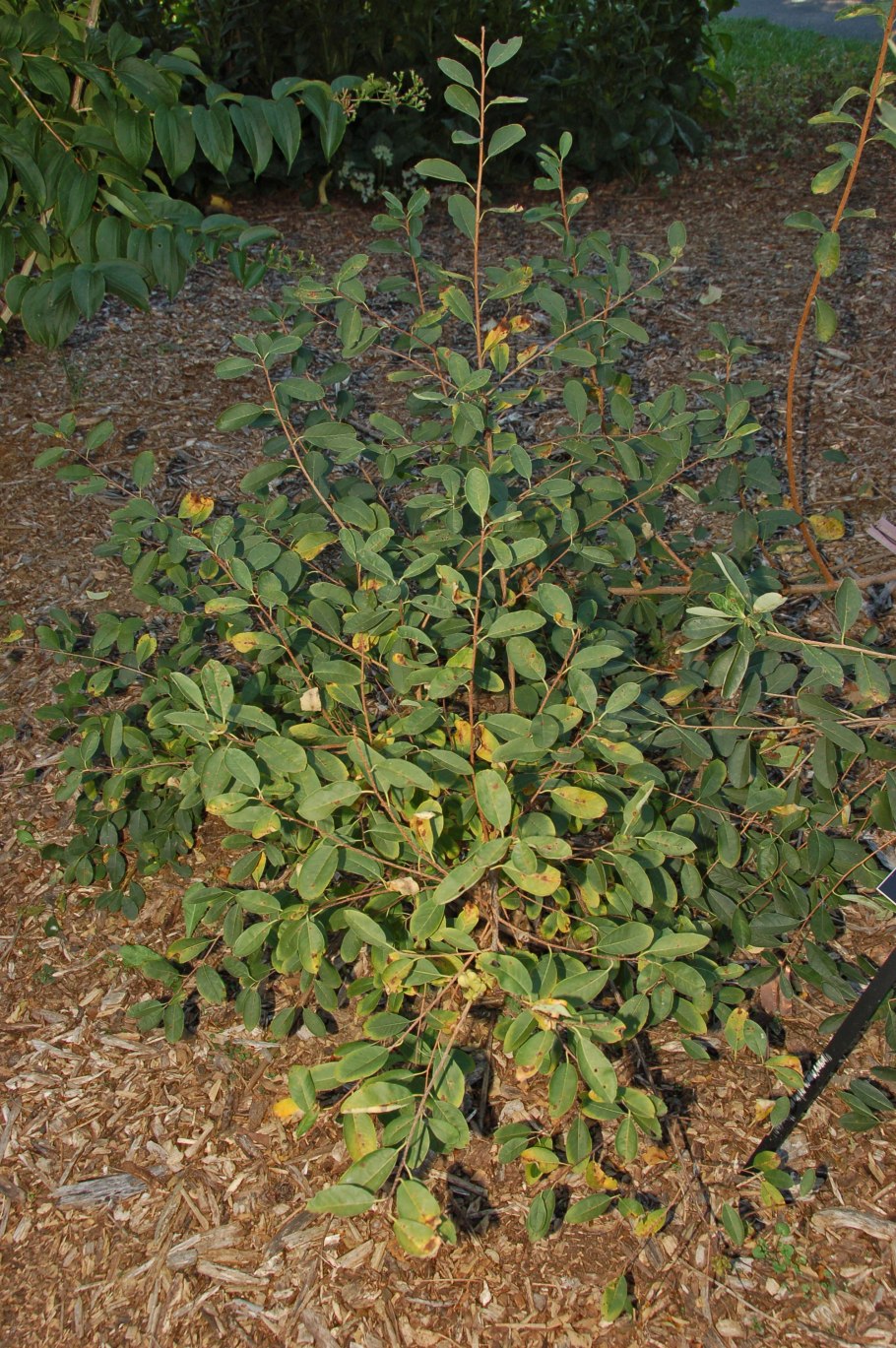 Камнеломка Байкал