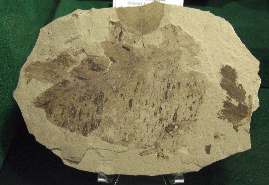 Задумчивая девушка