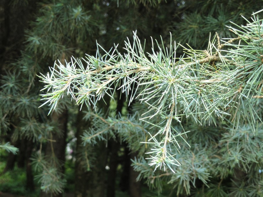 Таежные хвойные леса Китая