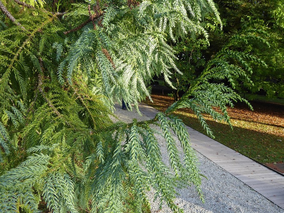 Дерево виддрингтония