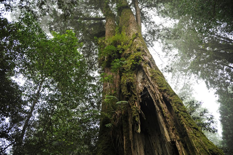 Тайвания Флоусиана