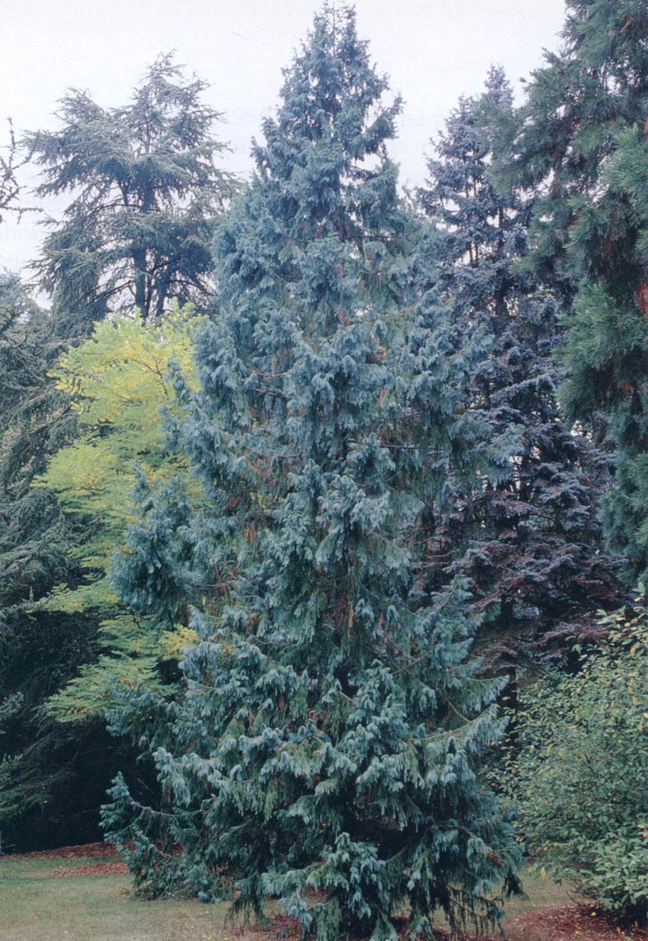 Тайвания криптомериевидная