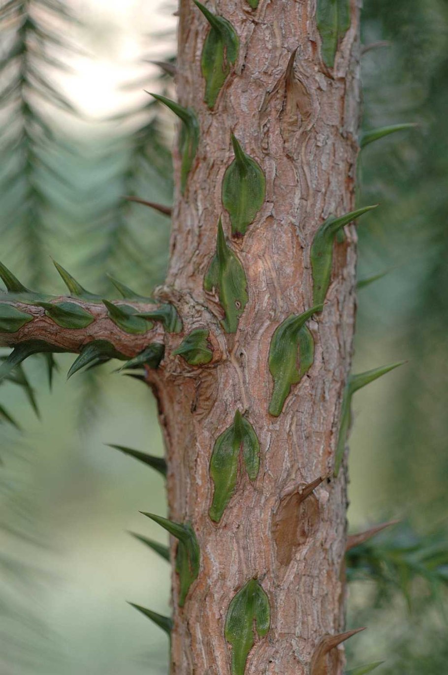Cunninghamia lanceolata шишки