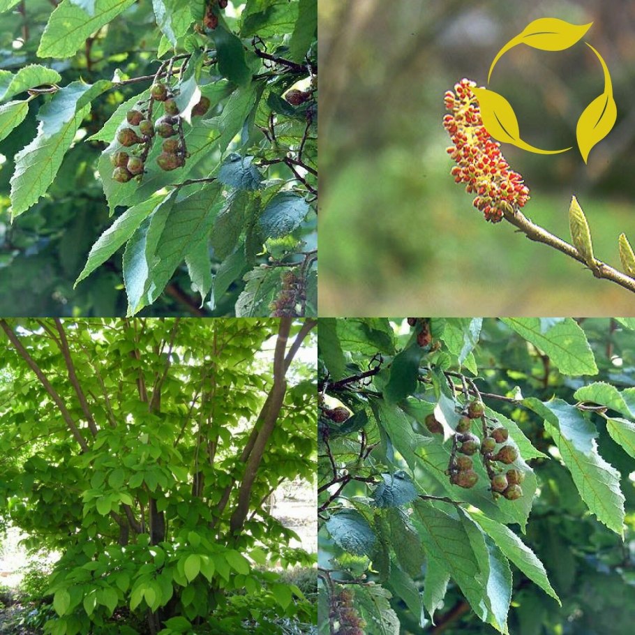 Fortunearia sinensis