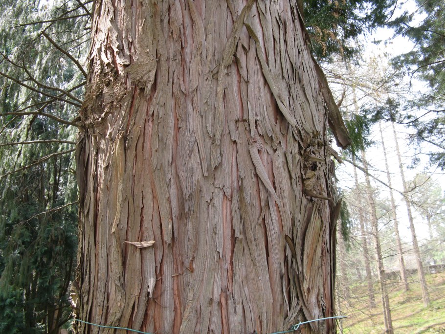 Taiwania cryptomerioides