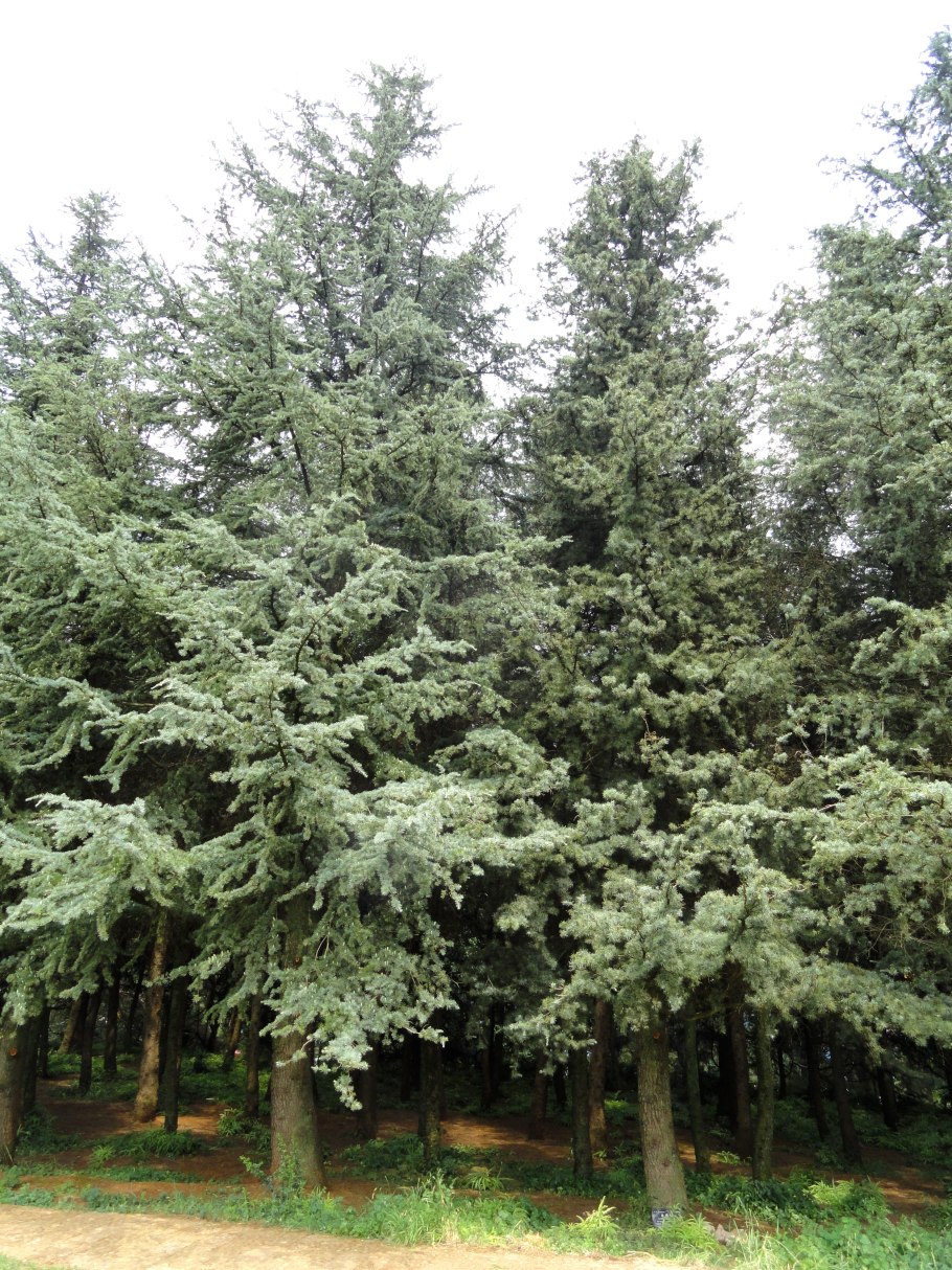 Cedrus atlantica glauca pendula