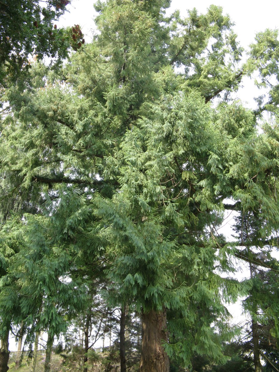 Тайвания дерево