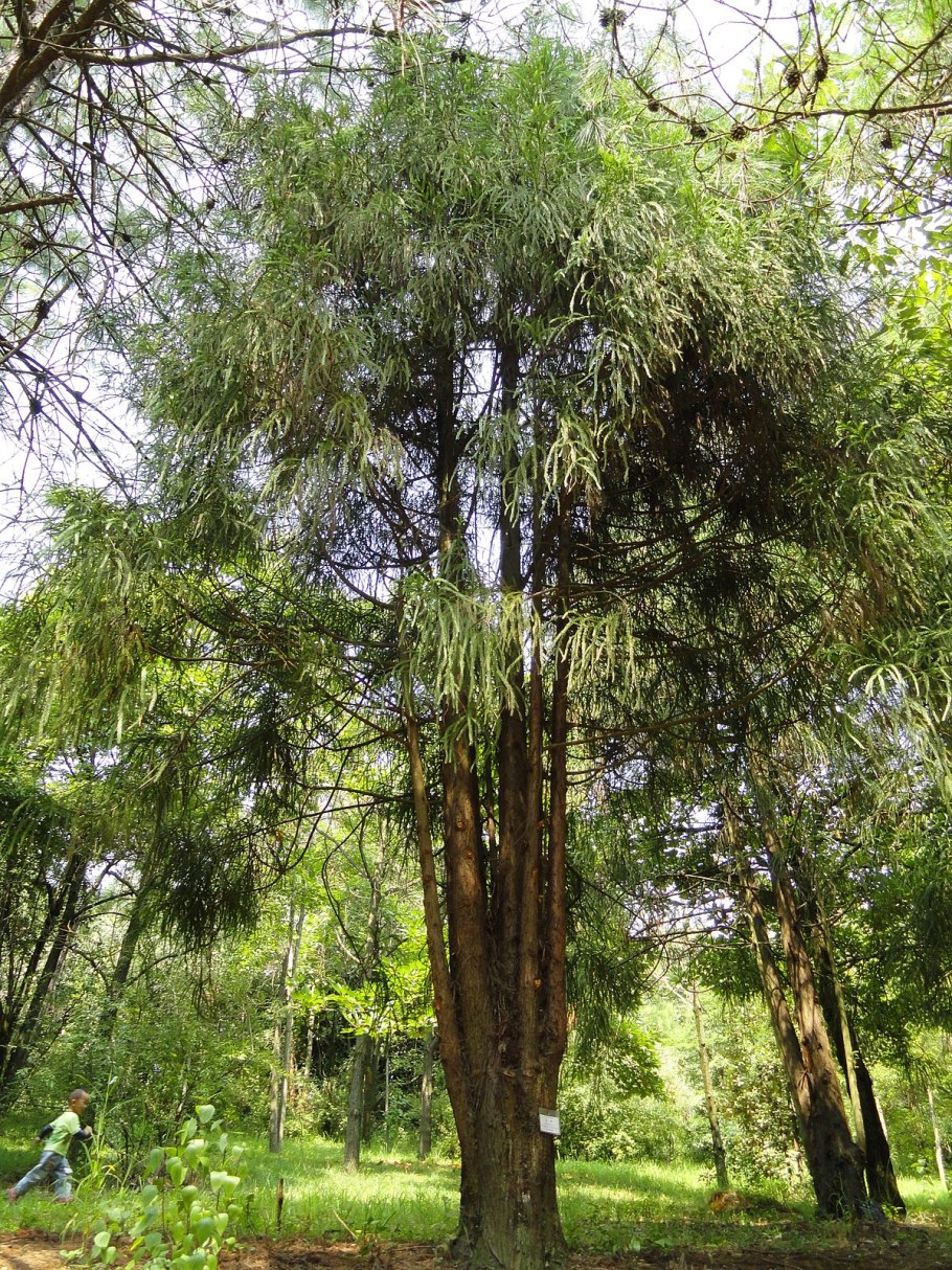Туя складчатая Гельдерлэнд