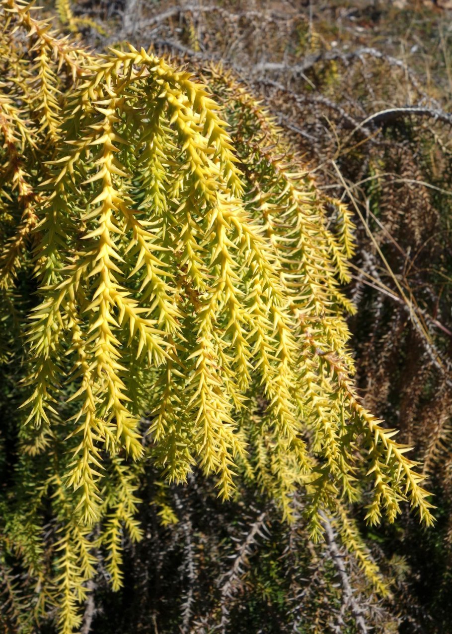 Сосновые Таксодиевые Кипарисовые