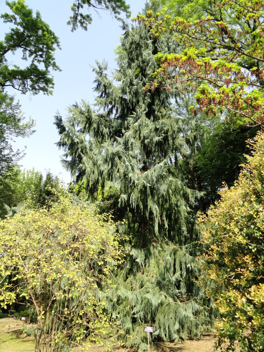 Chinese Taipei флаг