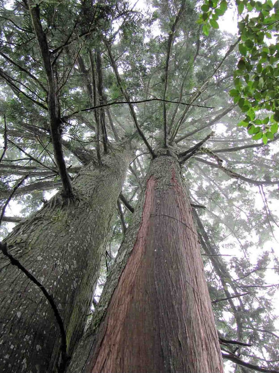 Widdringtonia schwarzii