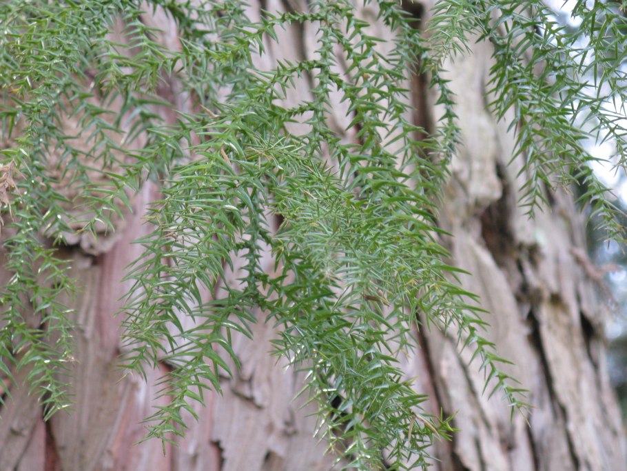 Туя Смарагд смайлик