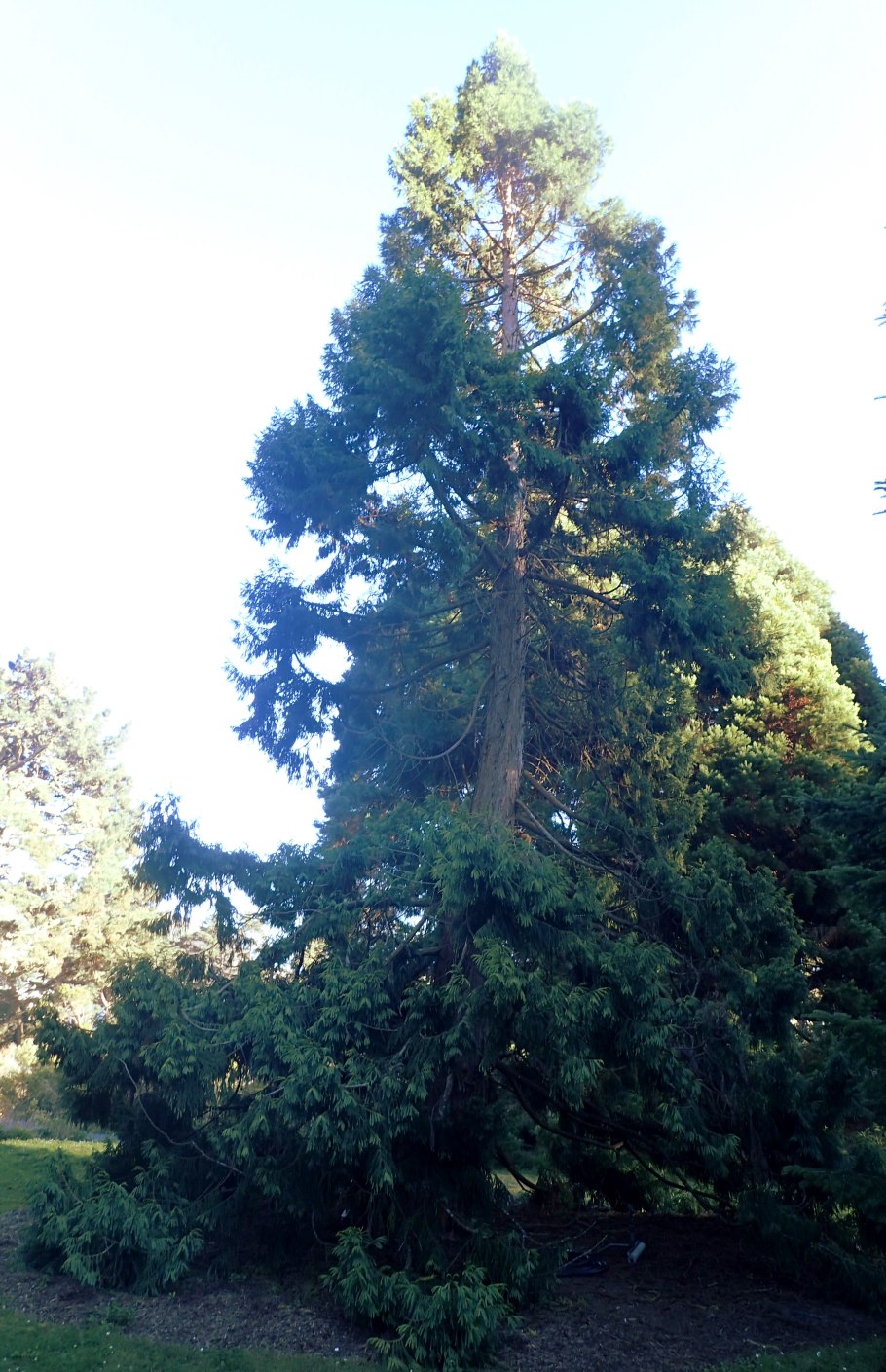 Тайвания криптомериевидная