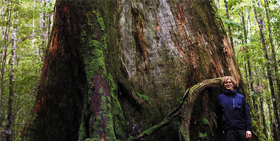 Тайвания дерево