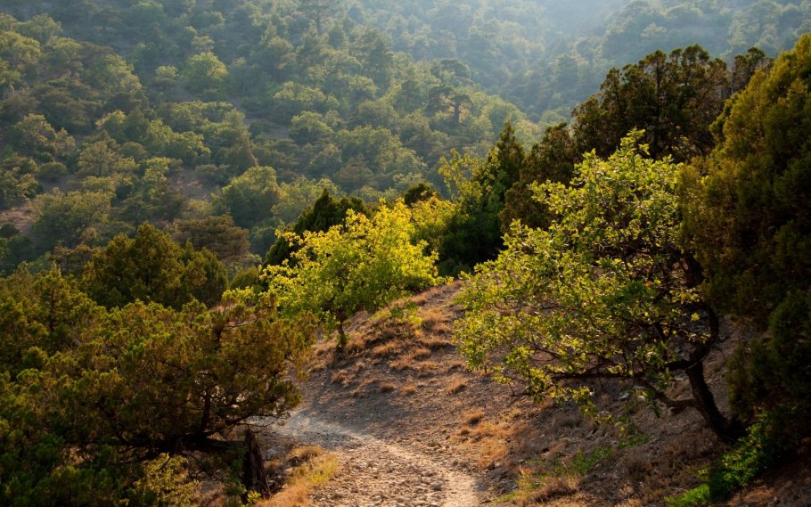 Вечнозеленые леса Крыма