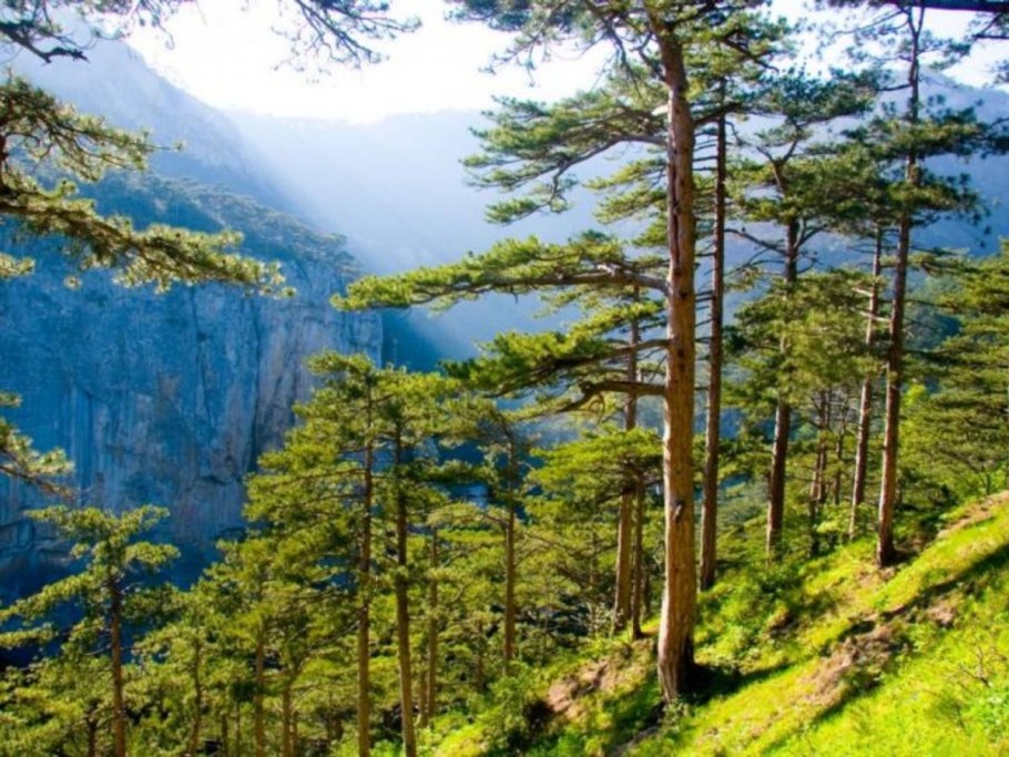 «Ялтинский горнолесной природный заповедник