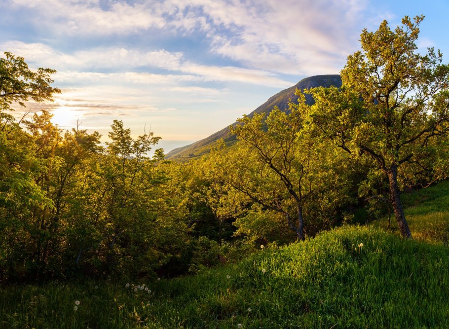Дубовые леса Крыма Крыма