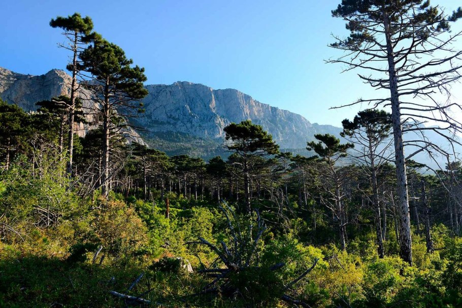 Гора АЙПЕТРИ В Крыму